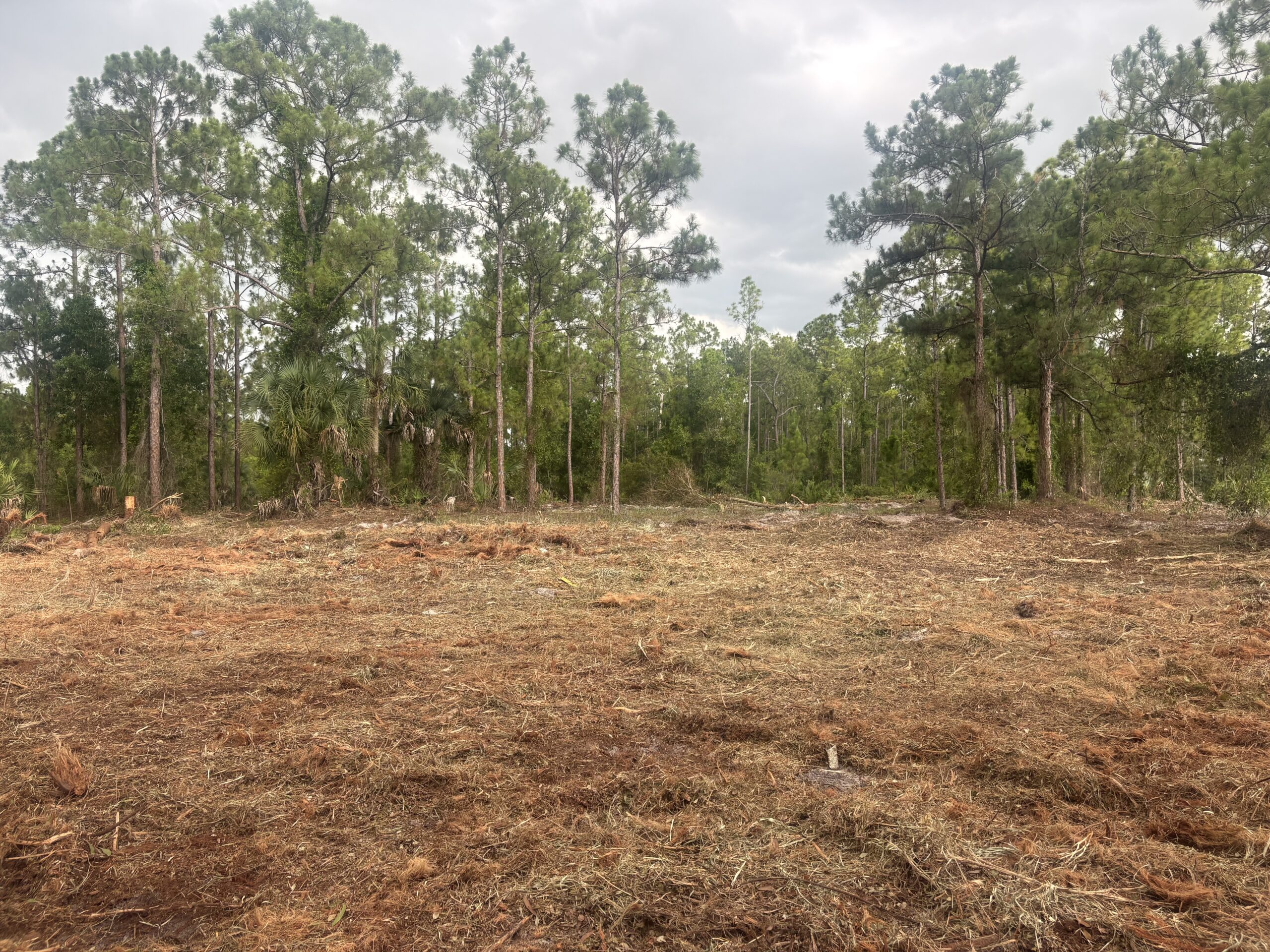 Forestry Mulching vs. Land Clearing: What’s the Difference?