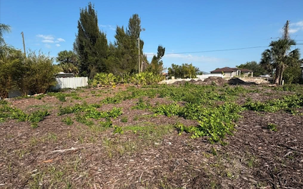 Overgrown residential lot with heavy vines and brush before land clearing in Cape Coral, FL